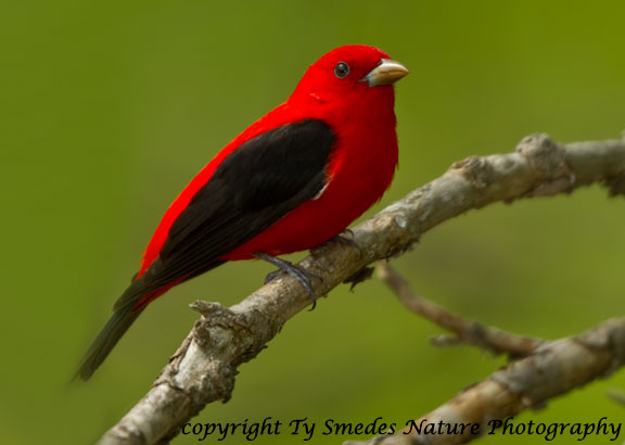 Scarlet Tanager Male