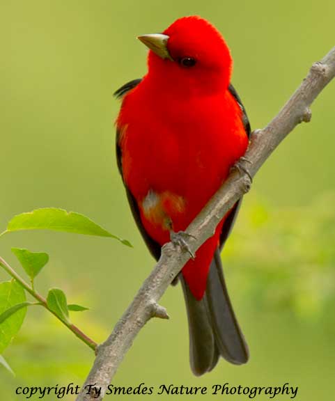 Scarlet Tanager Male