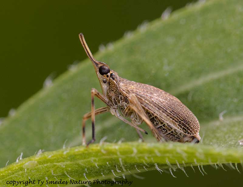 Scolops Planthopper on sunflower leaf