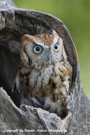 Red-phase Screech Owl in hollow tree