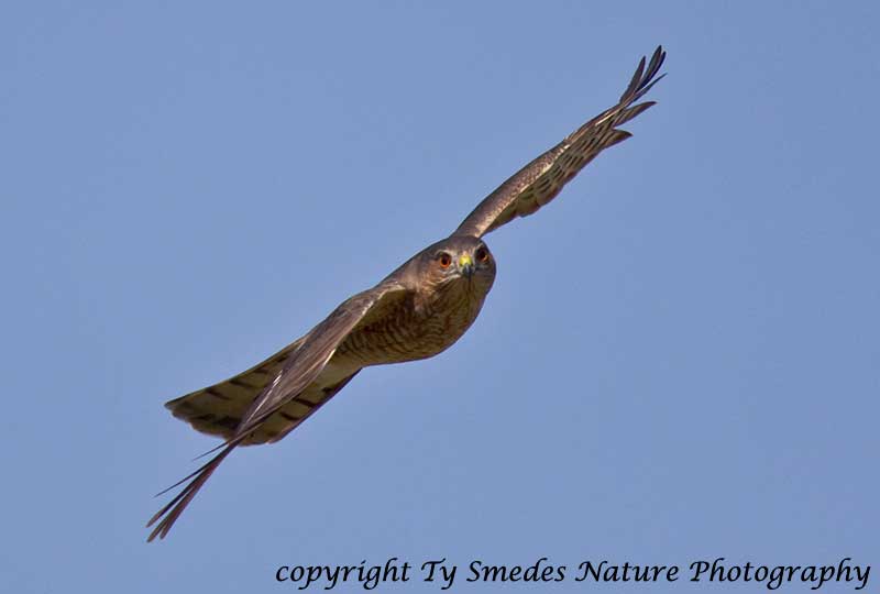 Sharpshin Hawk (adult) Fly-by