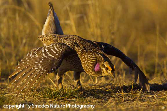 Dancing Sharptail Grouse