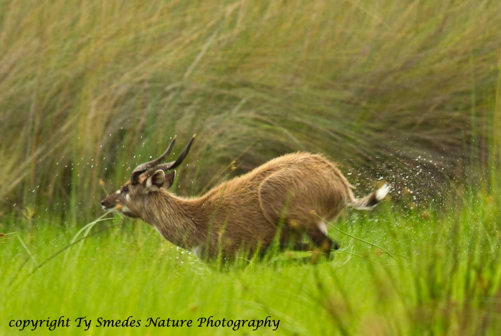 Sitatunga in Botswana Marsh