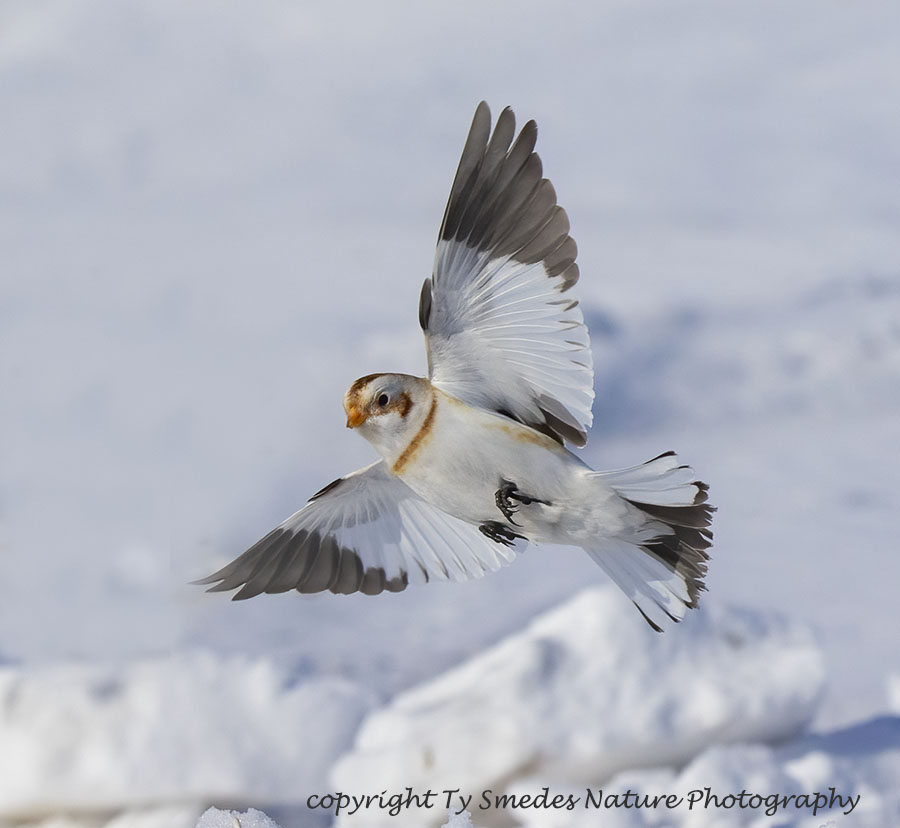 Snow Bunting Landing in Snow