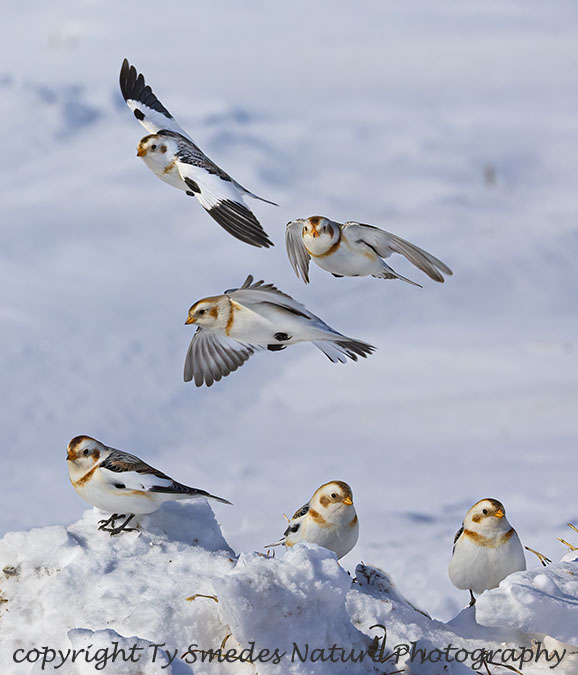 Snow Bunting Flock Landing in Snow