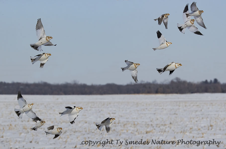 Snow Buntings Landing in Snow