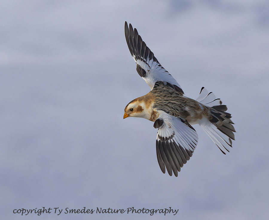 Snow Bunting Landing