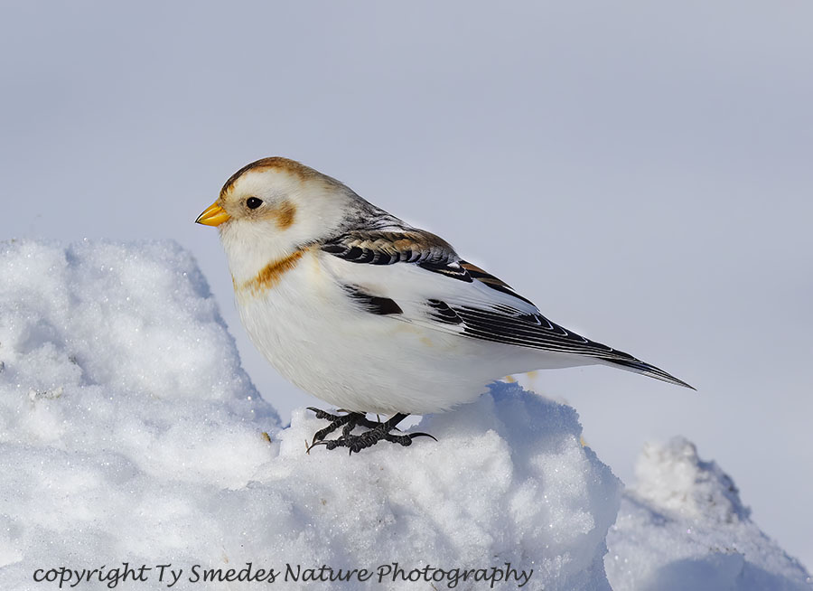 Snow Bunting on Snow Bank