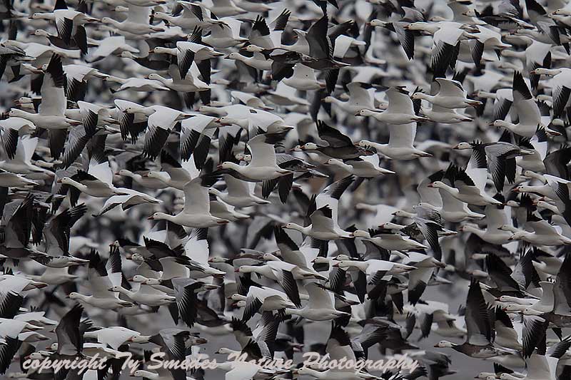 Snow Goose Liftoff