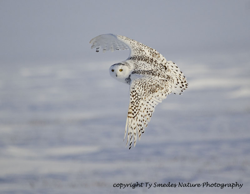 Snowy Owl (Juvenile) on the wing