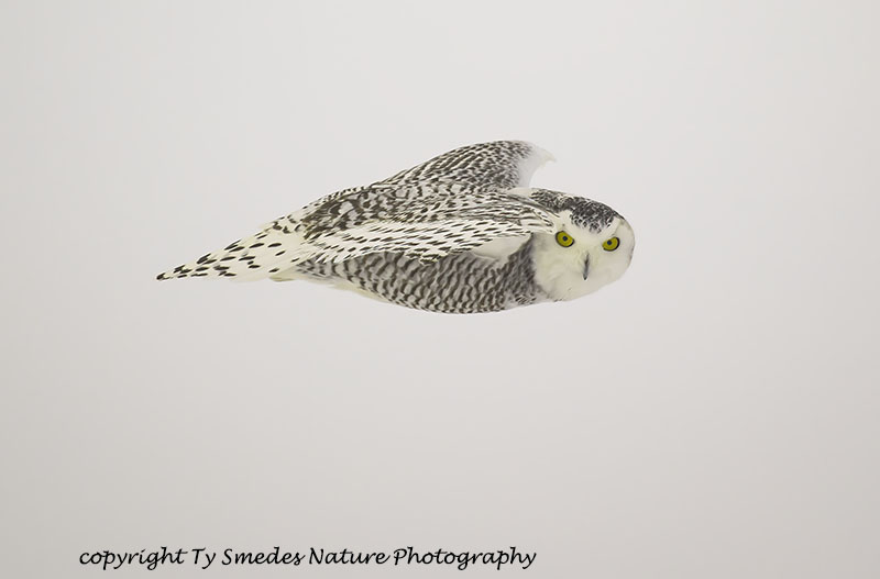 Snowy Owl (Juvenile) on the wing