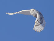 Snowy Owl Hovering above Prey