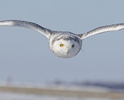 Snowy Owl Hovering above Prey