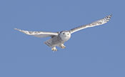 Snowy Owl Hovering Above Prey