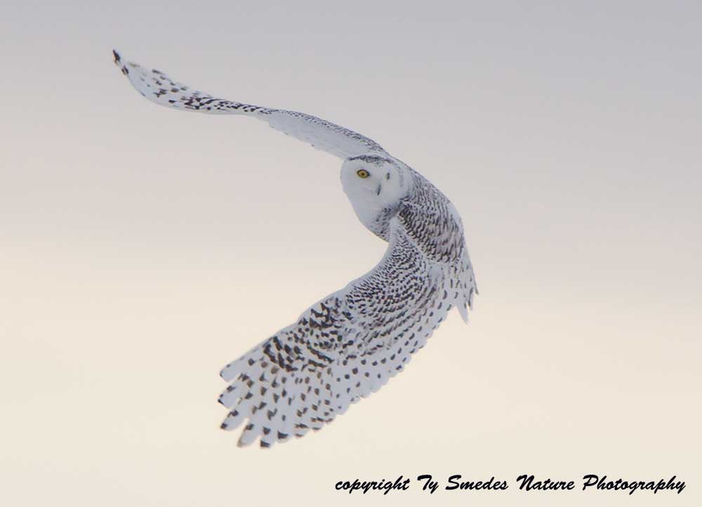 Snowy Owl