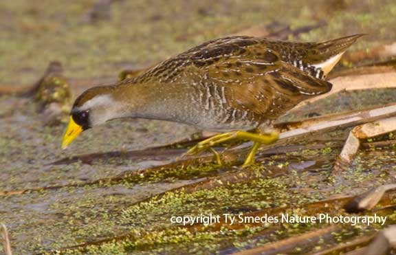 Sora Rail