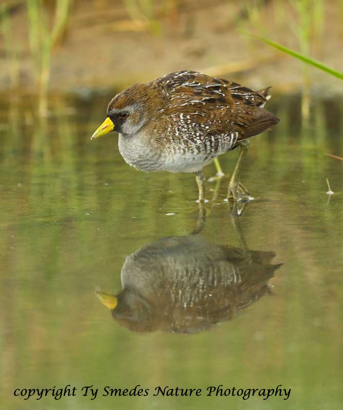Sora Rail Reflection