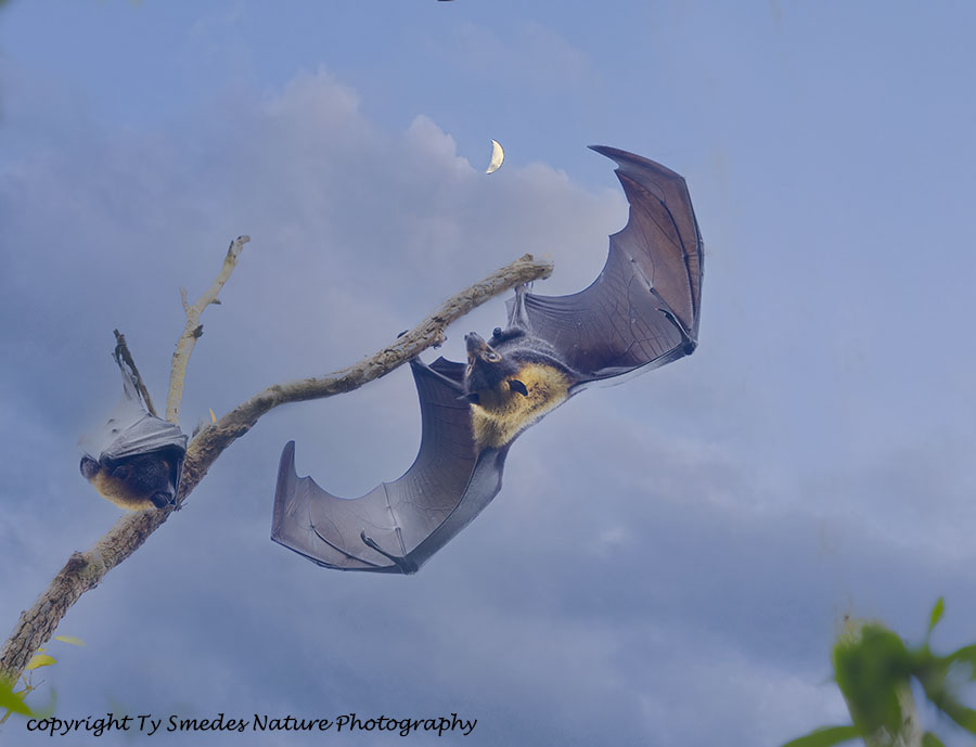 Spectacled Flying Fox Preparing to Hunt