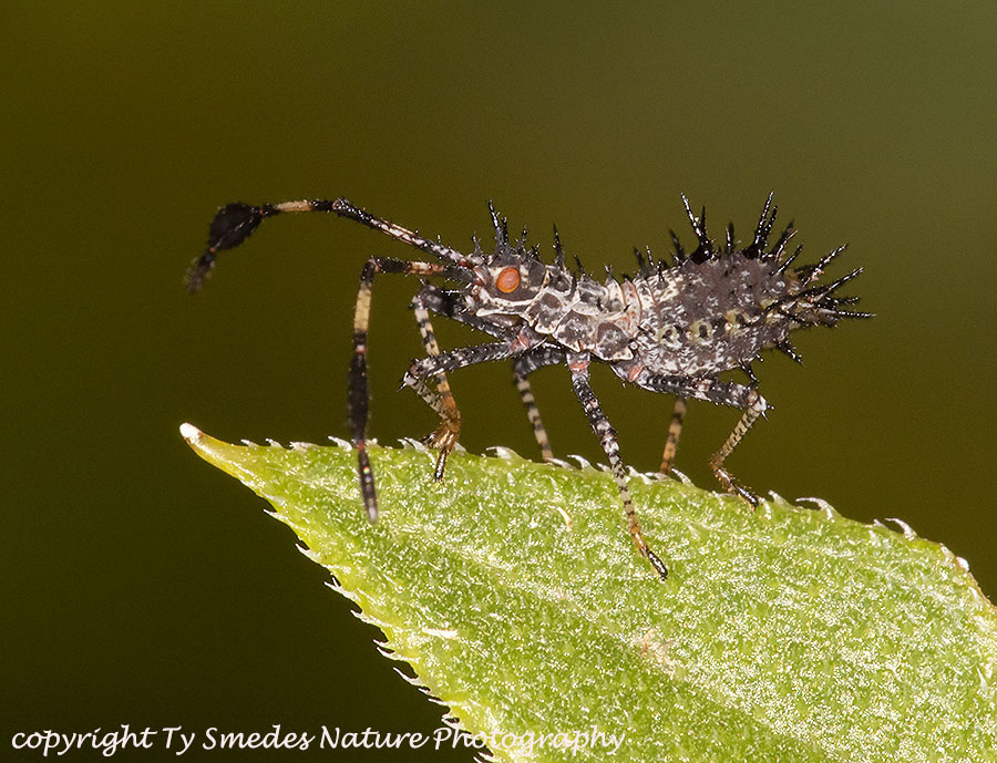 Helmeted Squash Bug Nymph