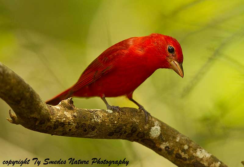 Summer Tanager (male)