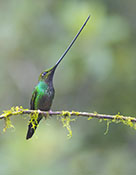 Swordbill_Hummingbird
