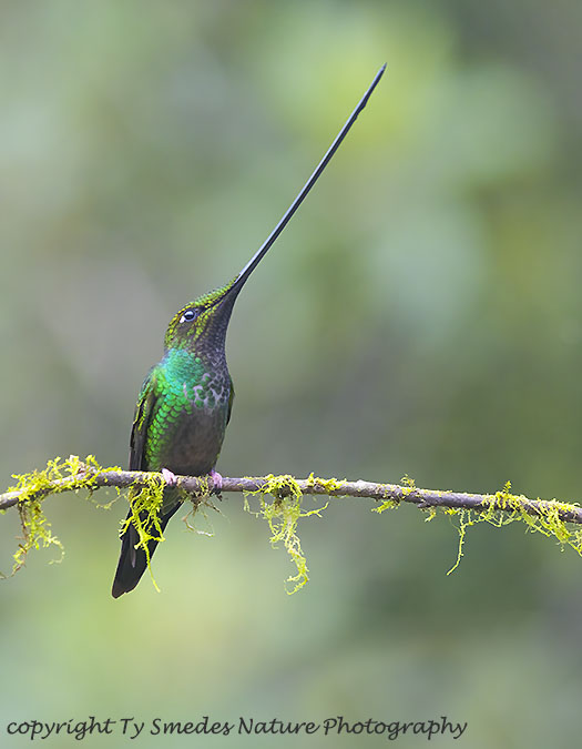Swordbill Hummingbird
