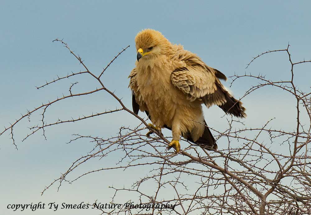 Tawny Eagle (Light Morph) - Kalahari Desert, Botswana
