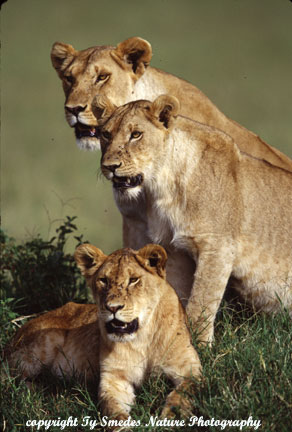 Masai Mara Lioness trio on termite mound