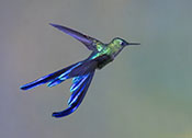 Violet-tailed Sylph Hummingbird