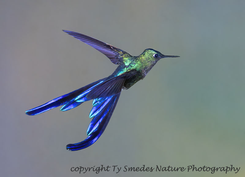 Violet-tailed Sylph Hummingbird