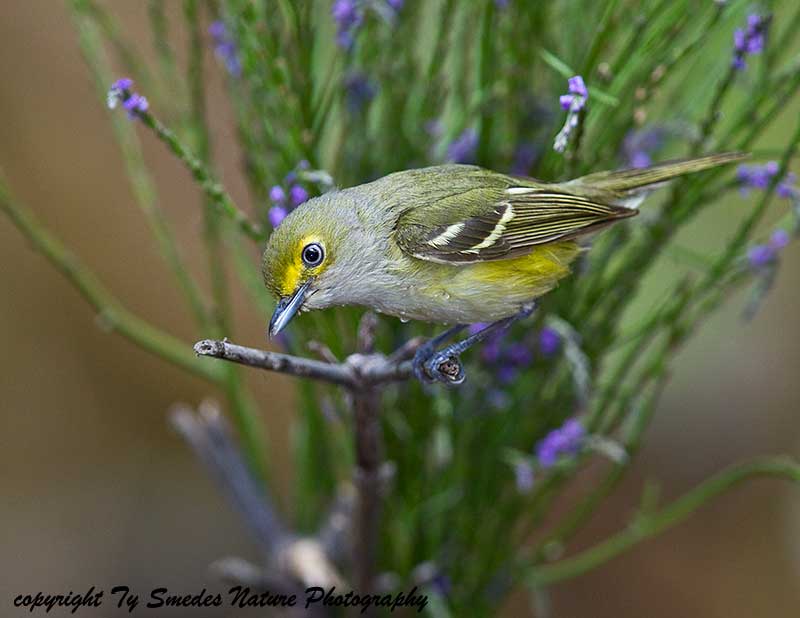 White-eyed Vireo