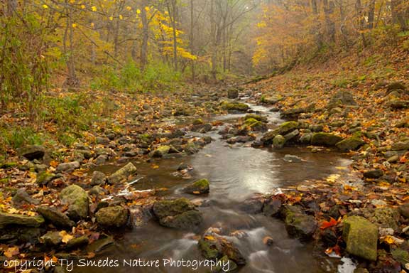 Fall color along a northeast Iowa stream