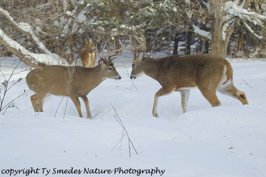 Two whitetail bucks sparring