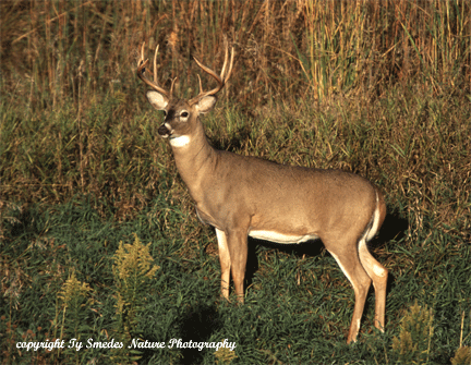 Whitetail Buck Profile
