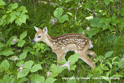Whitetail Fawn in Trillium