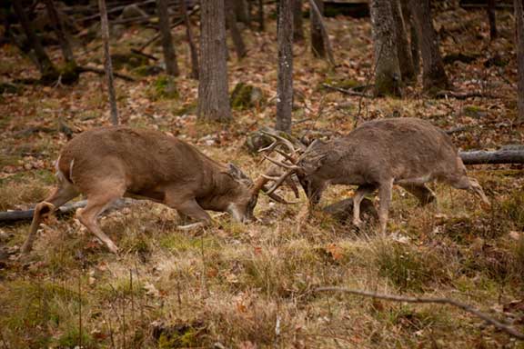 12pt vs 8pt Whitetail Bucks Fighting