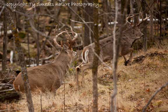 A victorious 12pt Whitetail runs off the 8pt loser