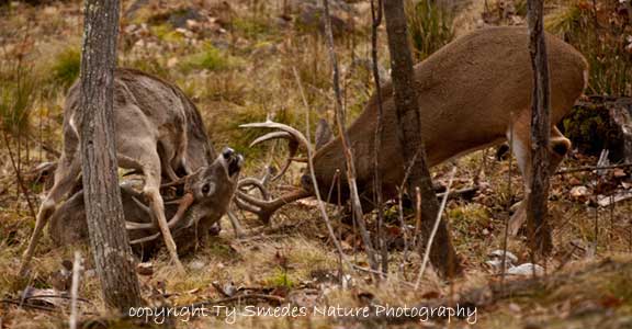Three Whitetail Bucks Fighting - 10pt is down, and 8pt and 12pt are above 