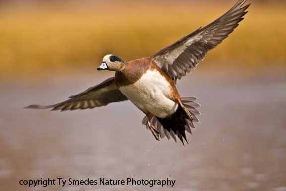American Widgeon Landing