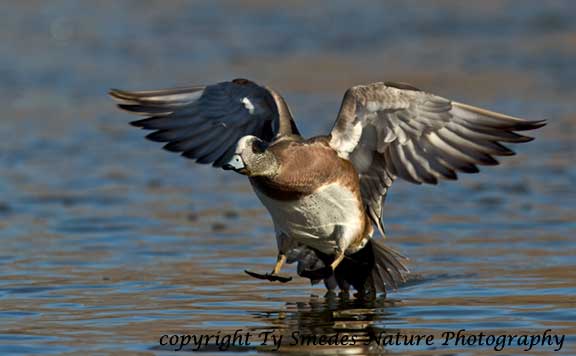 American Widgeon Landing