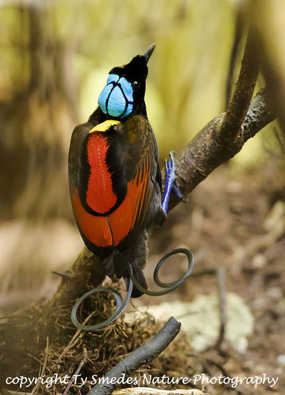 Wilsons Bird of Paradise - West Papua