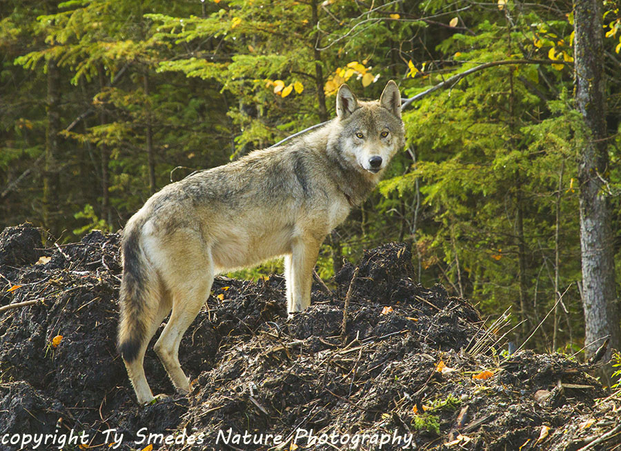 Canadian Wolf