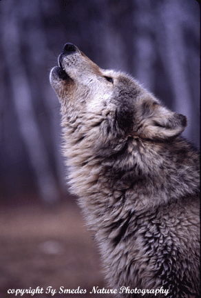 Howling Gray Timber Wolf