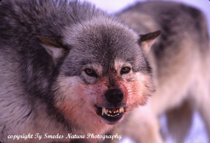 Snarling Wolf at deer kill