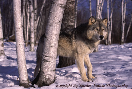 Alert Gray Wolf