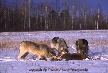 Wolves with deer kill