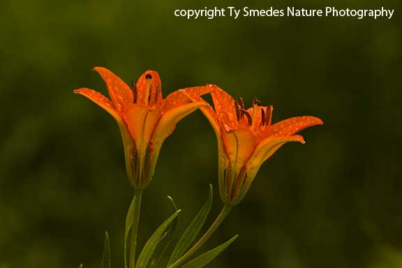 Wood Lily in western Iowa prairie
