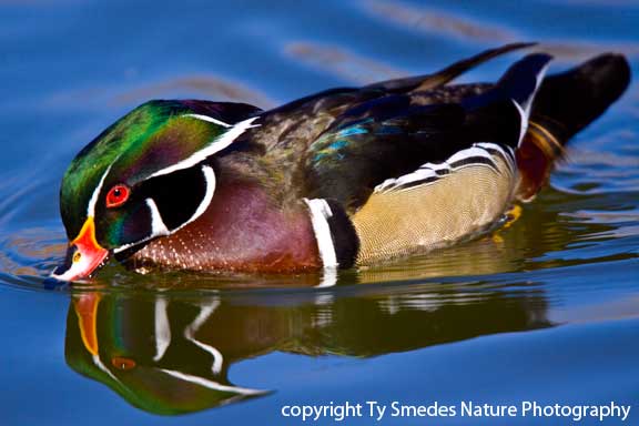 Wood Duck Drake reflection