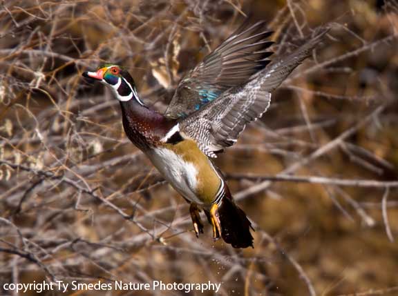 Wood Duck Drake lifting off