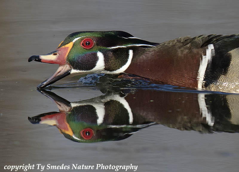 Wood Duck Drake Displaying